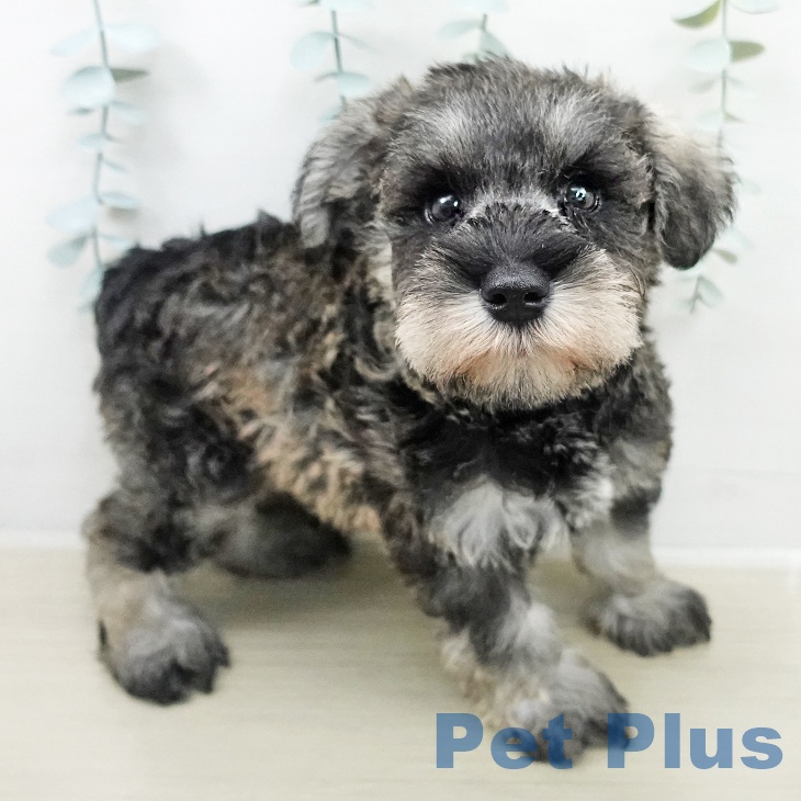 ミニチュア・シュナウザー