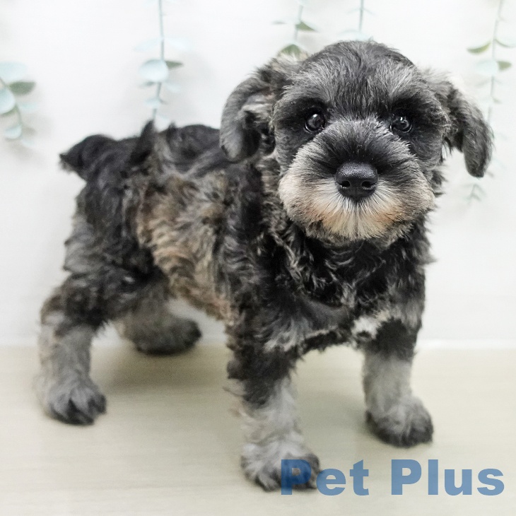 ミニチュア・シュナウザーの写真2