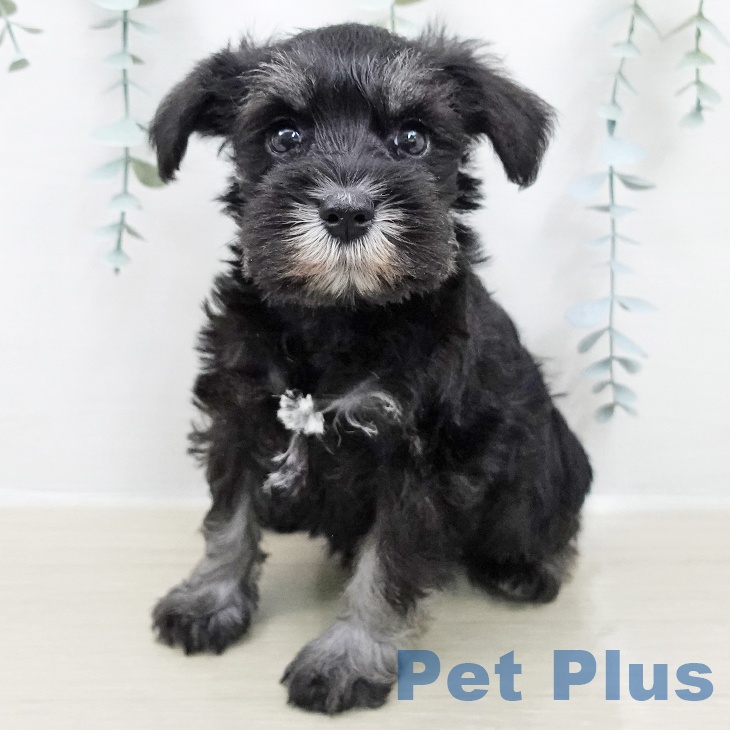 福島県のミニチュアシュナウザー (ペットプラス イオンタウン郡山店/2026年2月5日生まれ/女の子/ブラックシルバー)の子犬の1枚目の画像