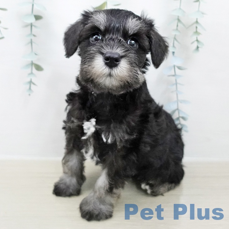 茨城県のミニチュアシュナウザー (ペッツワン つくば店/2026年2月5日生まれ/男の子/ブラックシルバー)の子犬の1枚目の画像