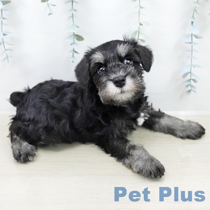 茨城県のミニチュアシュナウザー (ペッツワン つくば店/2026年2月5日生まれ/男の子/ブラックシルバー)の子犬の2枚目の画像