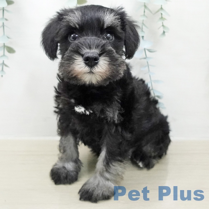 神奈川県のミニチュアシュナウザー (ペットプラス 天王町店/2026年2月5日生まれ/男の子/ブラックシルバー)の子犬の1枚目の画像