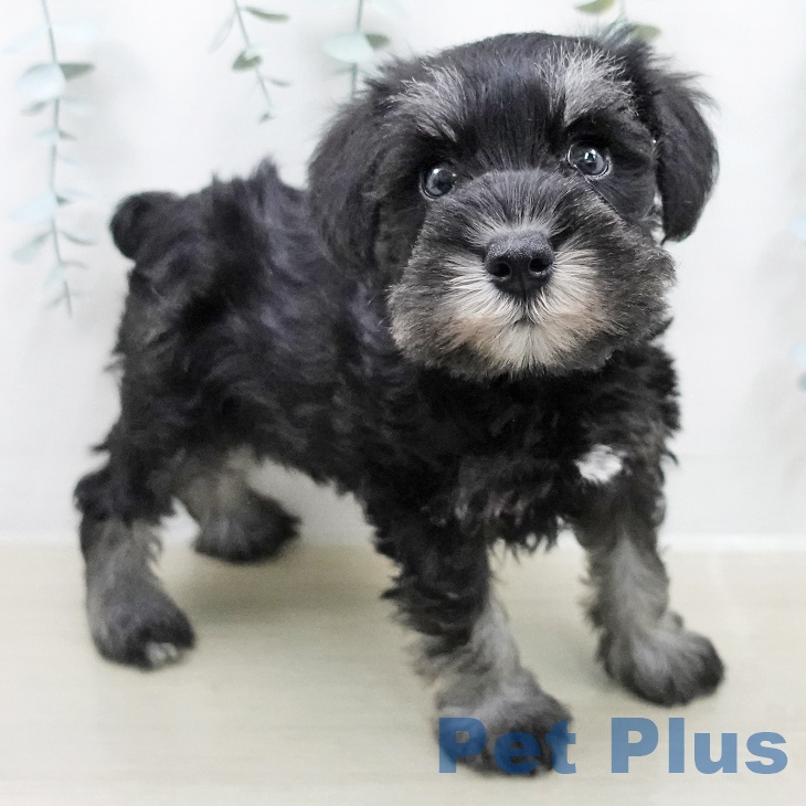 神奈川県のミニチュアシュナウザー (ペットプラス 天王町店/2026年2月5日生まれ/男の子/ブラックシルバー)の子犬の2枚目の画像