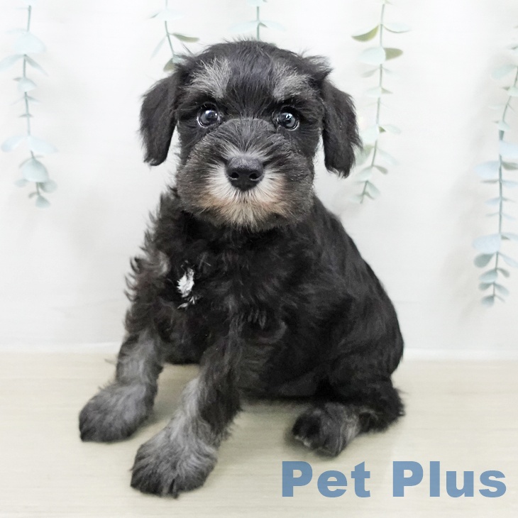 千葉県のミニチュアシュナウザー (ペットプラス コトエ流山おおたかの森店/2026年2月5日生まれ/男の子/ブラックシルバー)の子犬の1枚目の画像