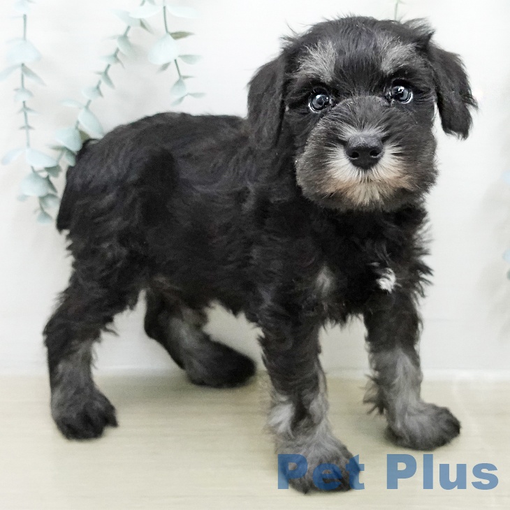 千葉県のミニチュアシュナウザー (ペットプラス コトエ流山おおたかの森店/2026年2月5日生まれ/男の子/ブラックシルバー)の子犬の2枚目の画像