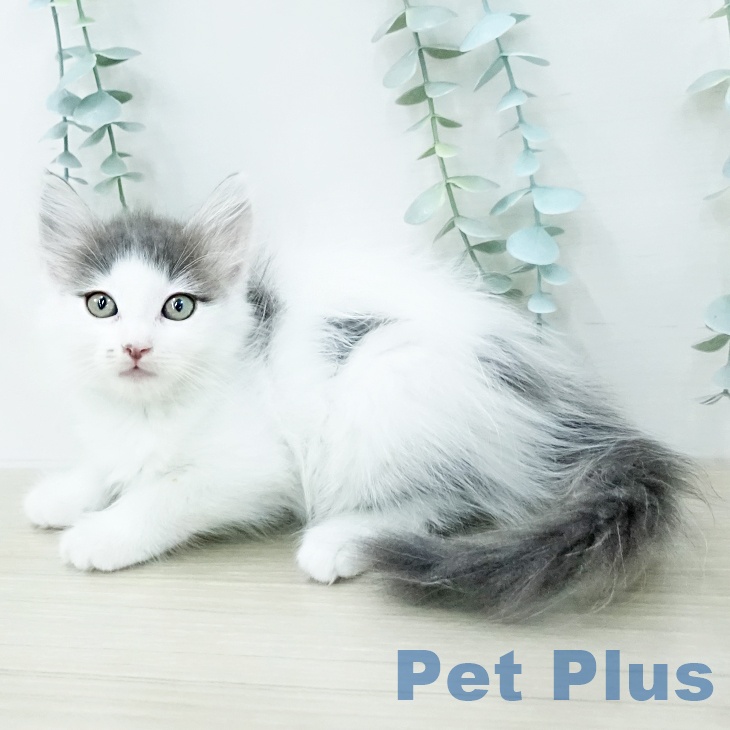 サイベリアンの写真2