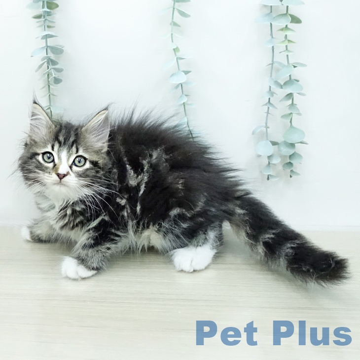 サイベリアンの写真2