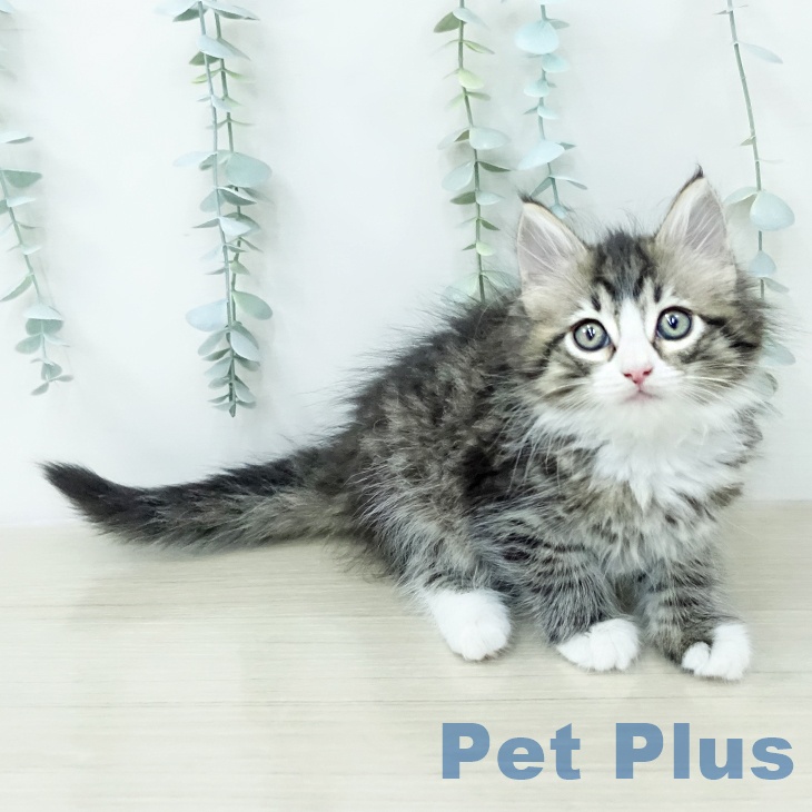 サイベリアンの写真2