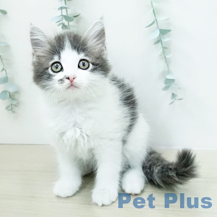 サイベリアンの写真2