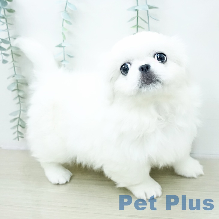 ペキニーズの写真2