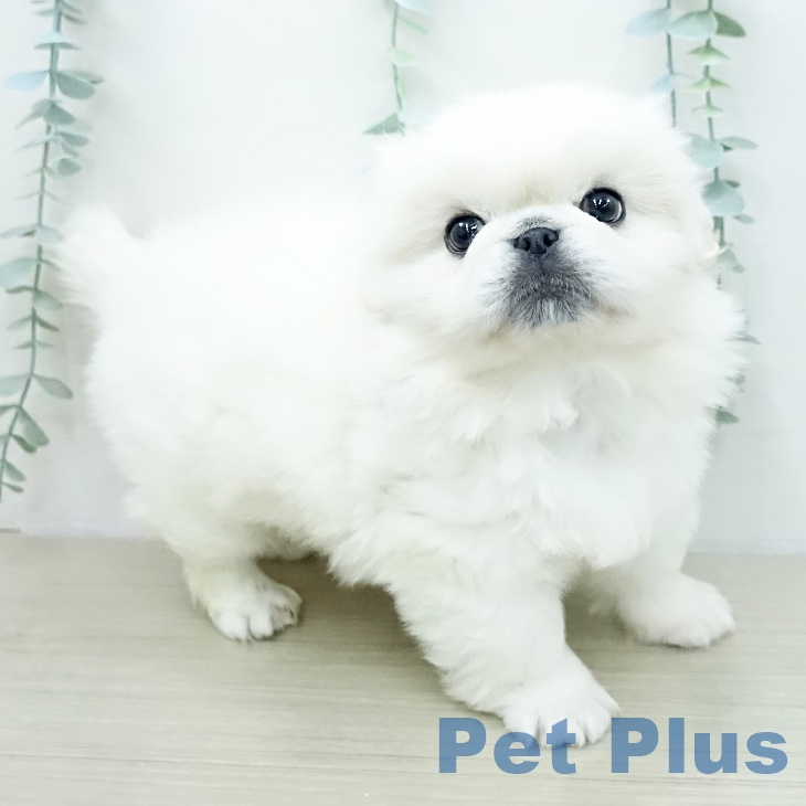 ペキニーズの写真2