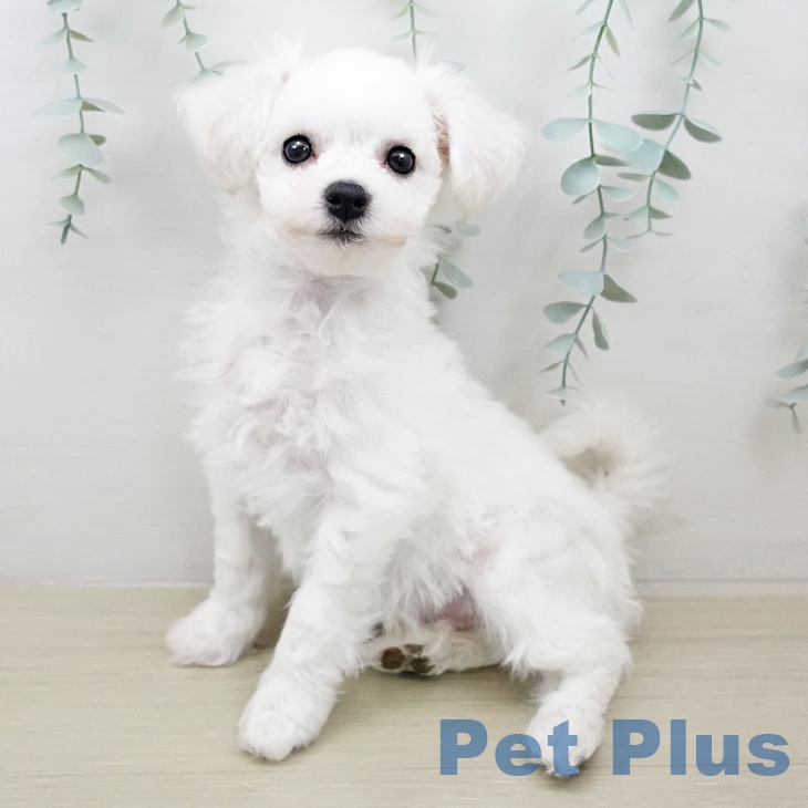 青森県のビションフリーゼ (ペットプラス 青森浜田店/2026年1月12日生まれ/男の子/ホワイト)の子犬の1枚目の画像