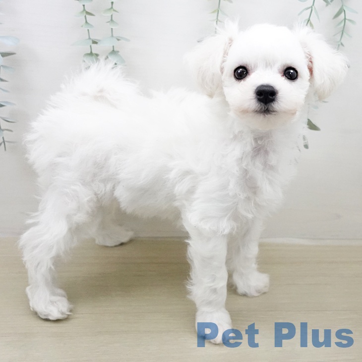 青森県のビションフリーゼ (ペットプラス 青森浜田店/2026年1月12日生まれ/男の子/ホワイト)の子犬の2枚目の画像