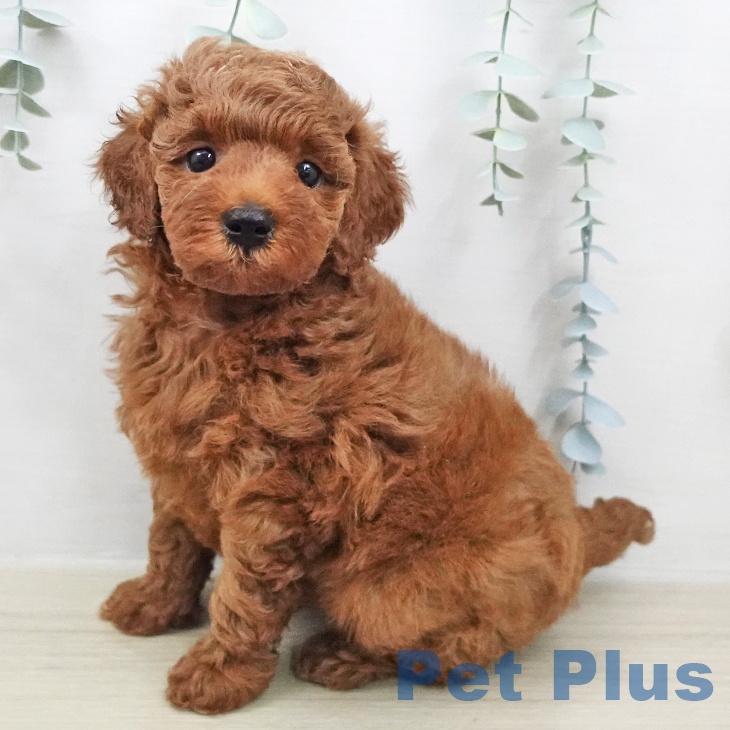 埼玉県のトイプードル(トイ) (ペッツワン 吉川美南店/2026年2月6日生まれ/男の子/レッド)の子犬の1枚目の画像