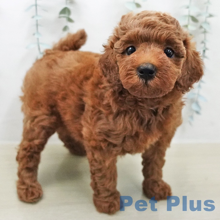 埼玉県のトイプードル(トイ) (ペッツワン 吉川美南店/2026年2月6日生まれ/男の子/レッド)の子犬の2枚目の画像