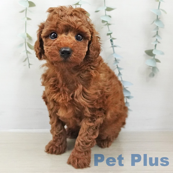 神奈川県のトイプードル(トイ) (ペットプラス ゆめが丘ソラトス店/2026年2月6日生まれ/男の子/レッド)の子犬