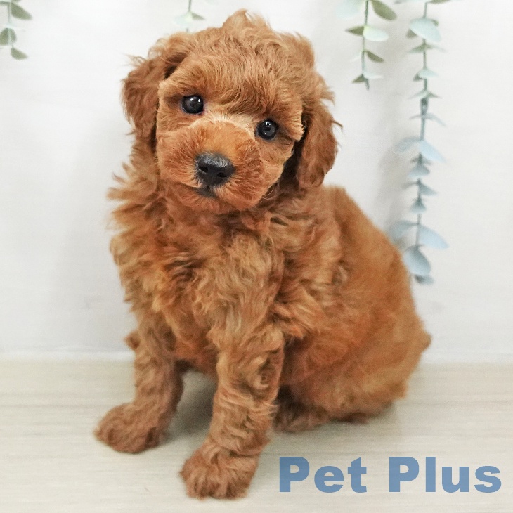 トイ・プードル