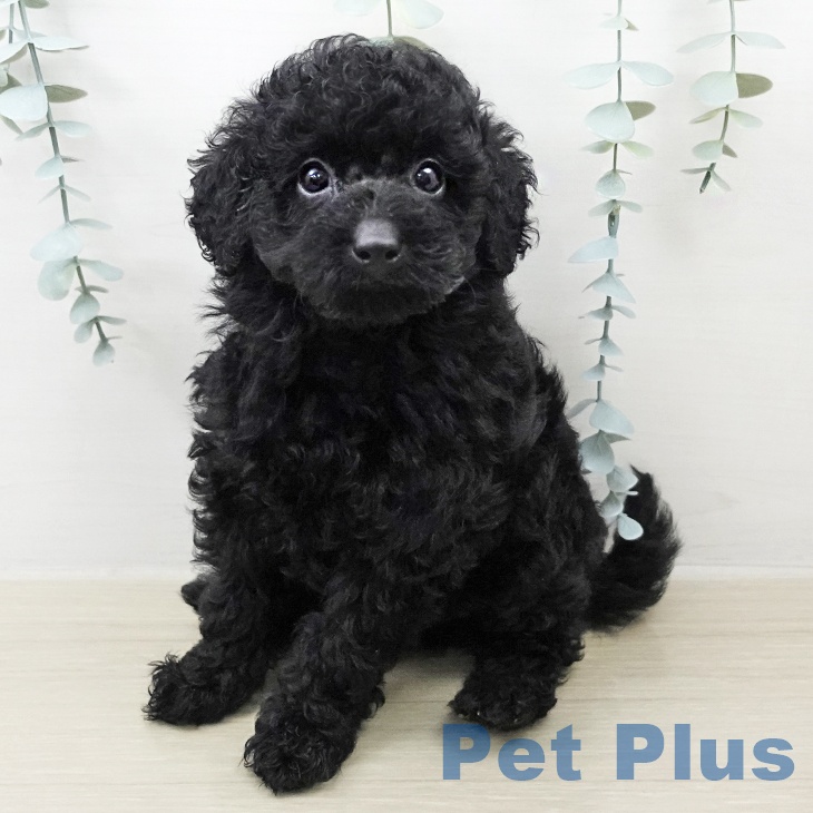 東京都のトイプードル(トイ) (ペットプラス 立川高島屋S.C.店/2026年2月1日生まれ/男の子/ブラック)の子犬の1枚目の画像