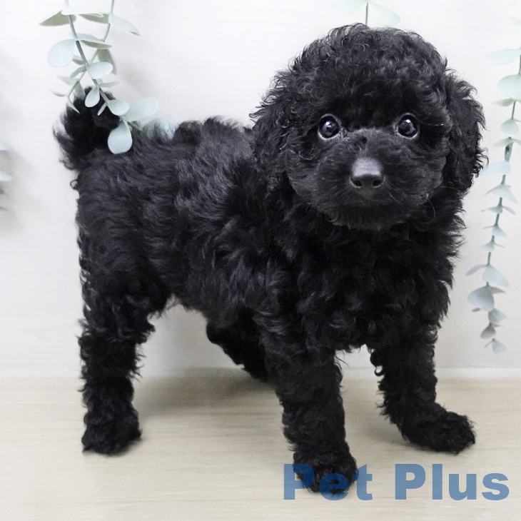 東京都のトイプードル(トイ) (ペットプラス 立川高島屋S.C.店/2026年2月1日生まれ/男の子/ブラック)の子犬の2枚目の画像