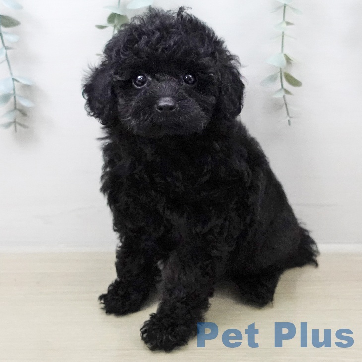 埼玉県のトイプードル(トイ) (ペットプラス ピオニウォーク東松山店/2026年2月1日生まれ/女の子/ブラック)の子犬の1枚目の画像