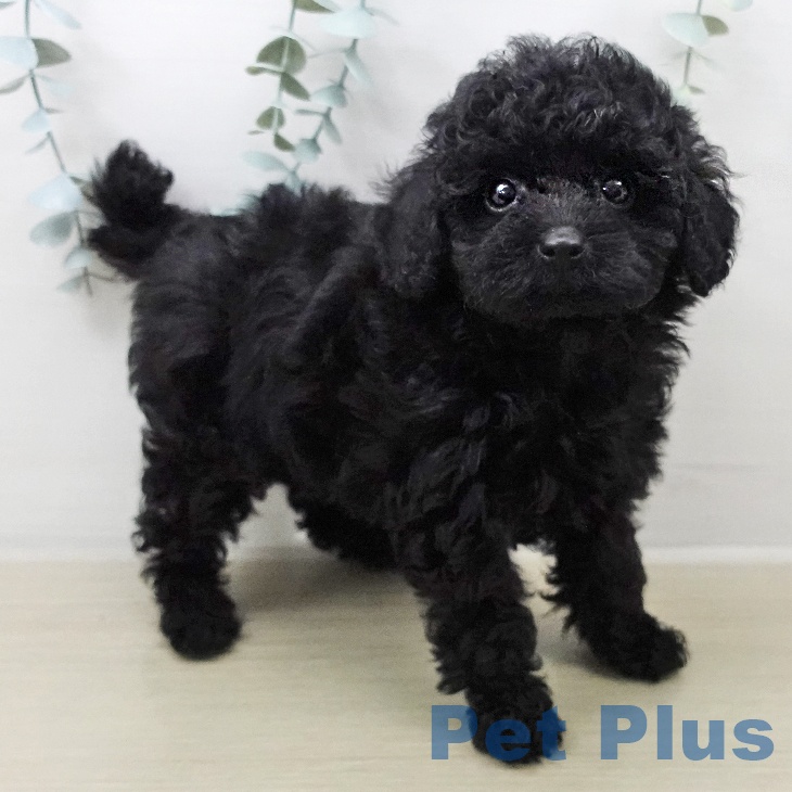 埼玉県のトイプードル(トイ) (ペットプラス ピオニウォーク東松山店/2026年2月1日生まれ/女の子/ブラック)の子犬の2枚目の画像