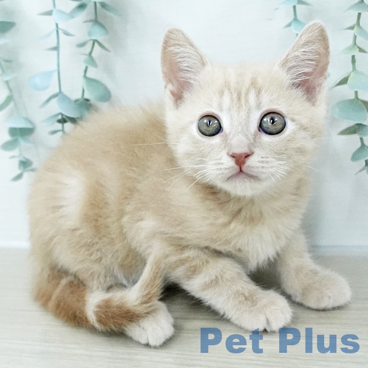 アメリカンショートヘア