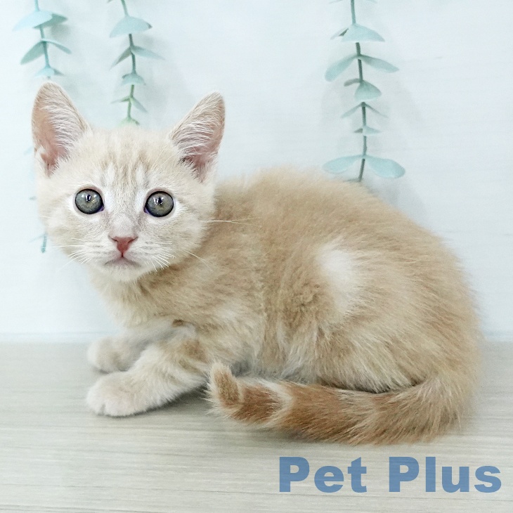 アメリカンショートヘアの写真2