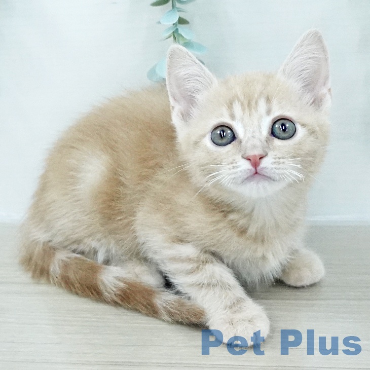 アメリカンショートヘア