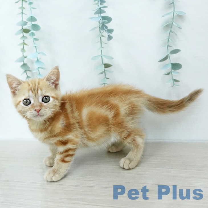 アメリカンショートヘアの写真2