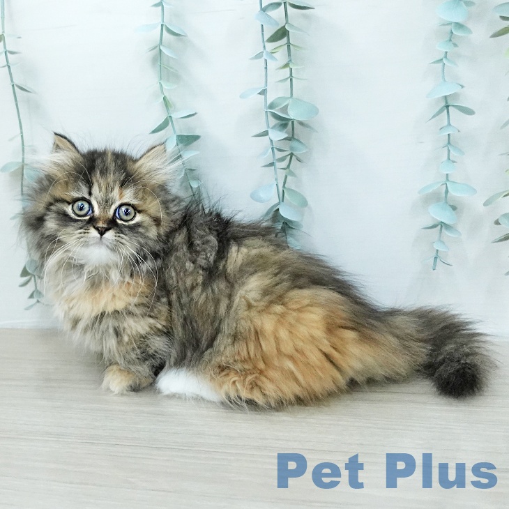 ミヌエットの写真2