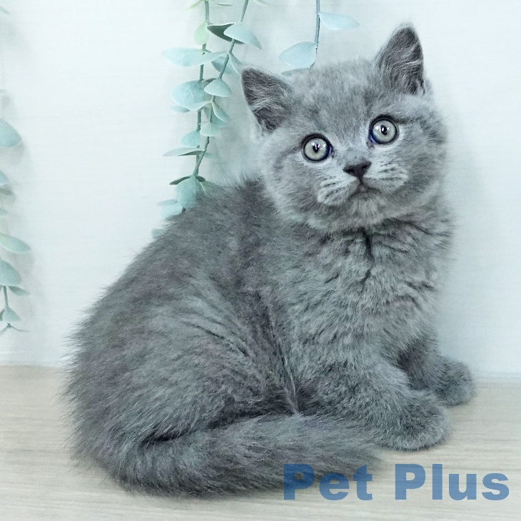 ブリティッシュショートヘアの写真2