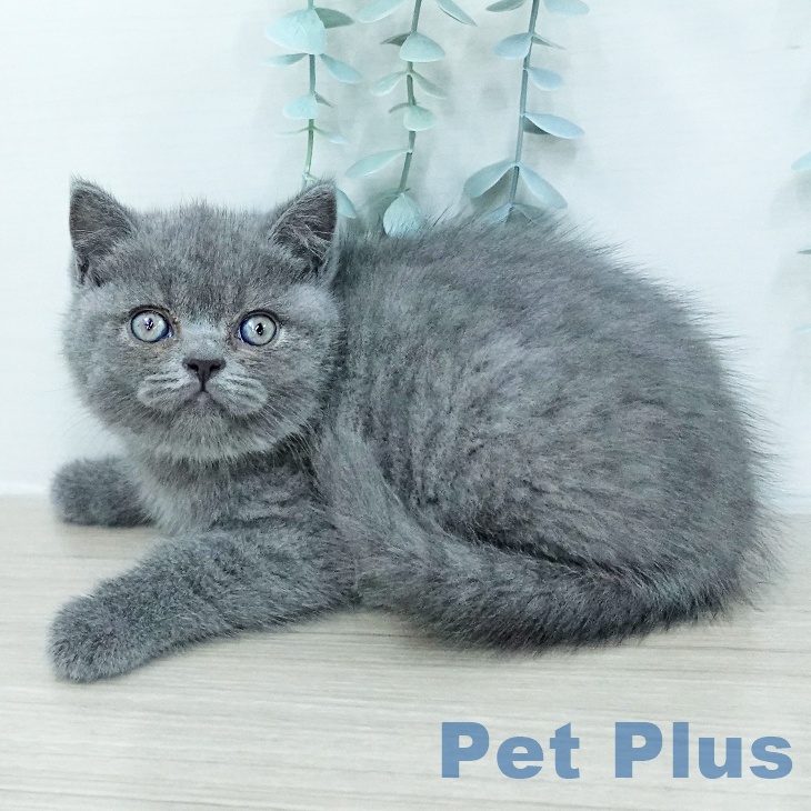 埼玉県のブリティッシュショートヘアー (ペットプラス ららぽーと富士見店/2026年2月5日生まれ/女の子/ブルー)の子猫の1枚目の画像