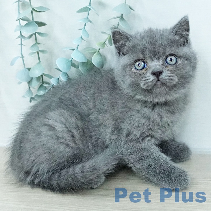 埼玉県のブリティッシュショートヘアー (ペットプラス ららぽーと富士見店/2026年2月5日生まれ/女の子/ブルー)の子猫の2枚目の画像