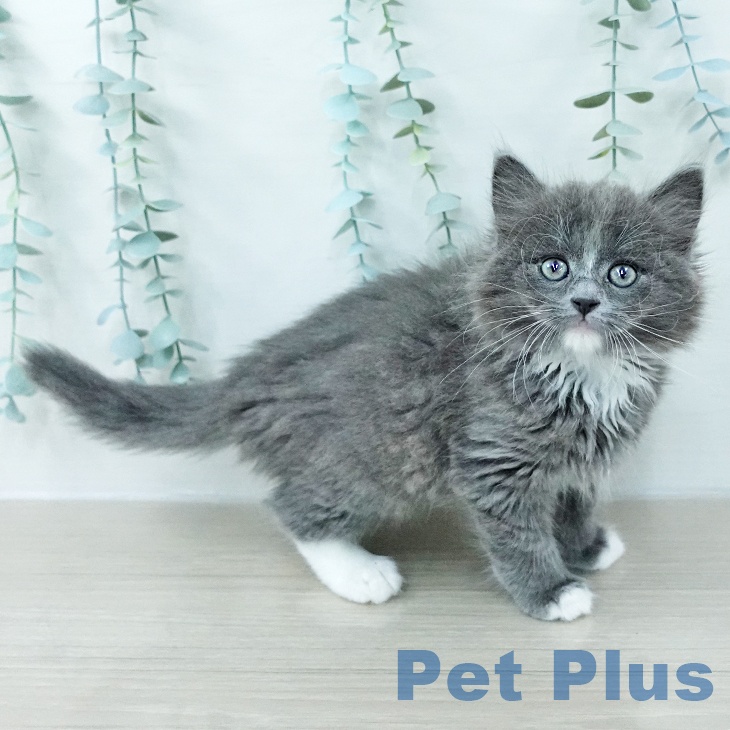 サイベリアンの写真2