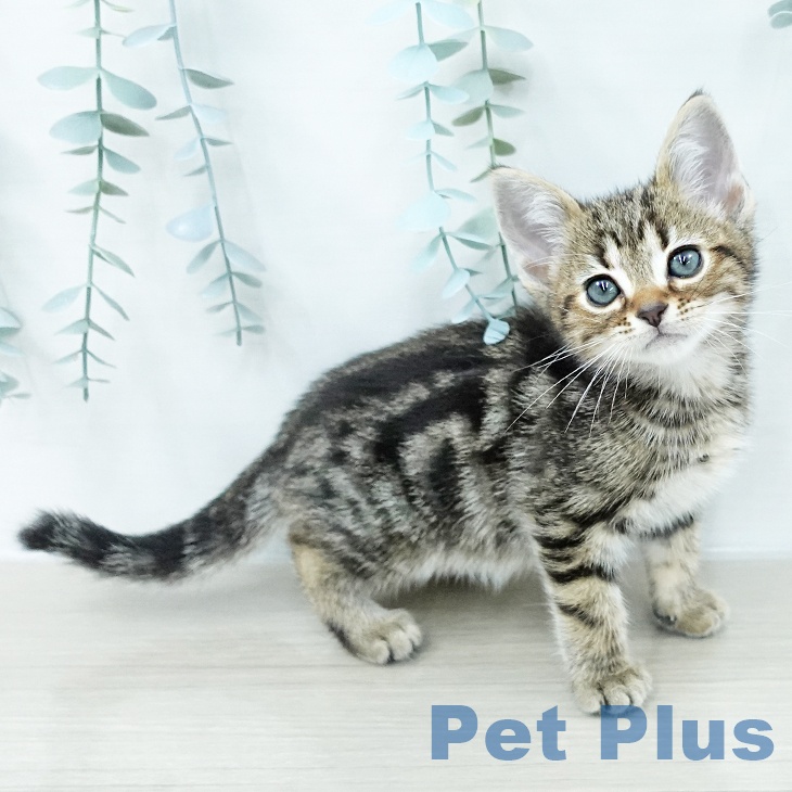 アメリカンショートヘア