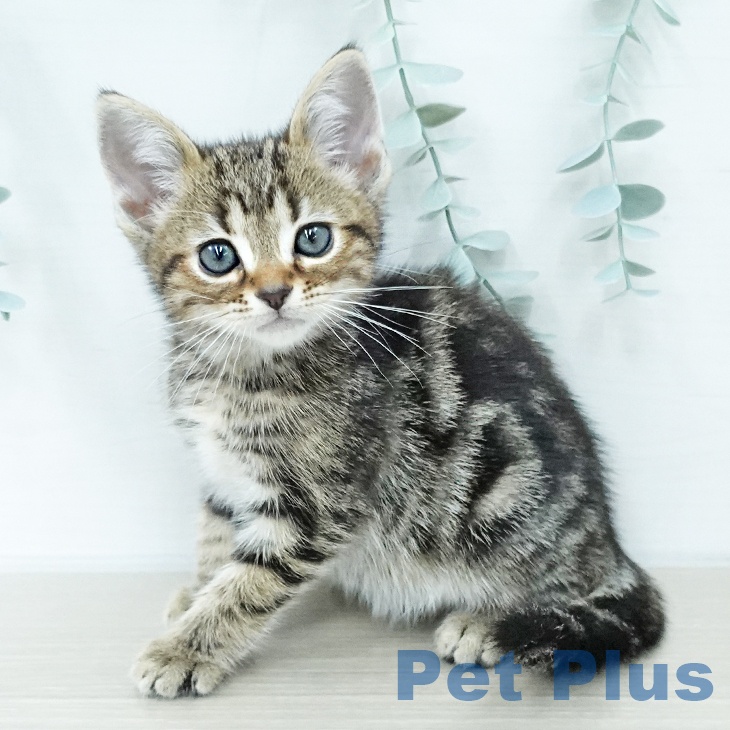 アメリカンショートヘアの写真2