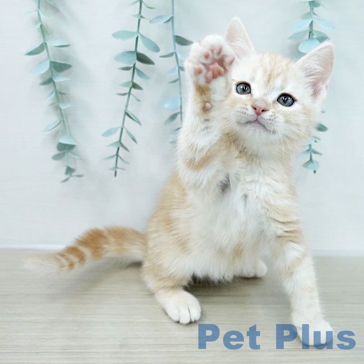 アメリカンショートヘア