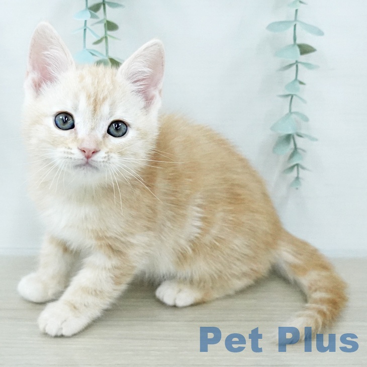 アメリカンショートヘアの写真2