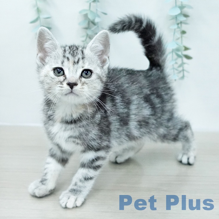 アメリカンショートヘア