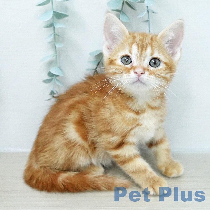 アメリカンショートヘア