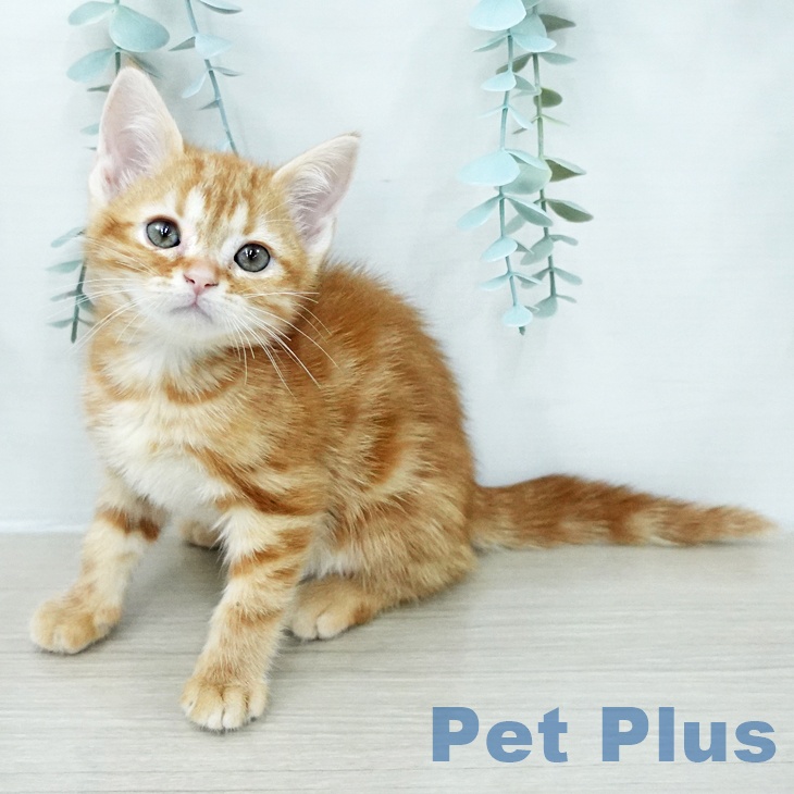 アメリカンショートヘアの写真2