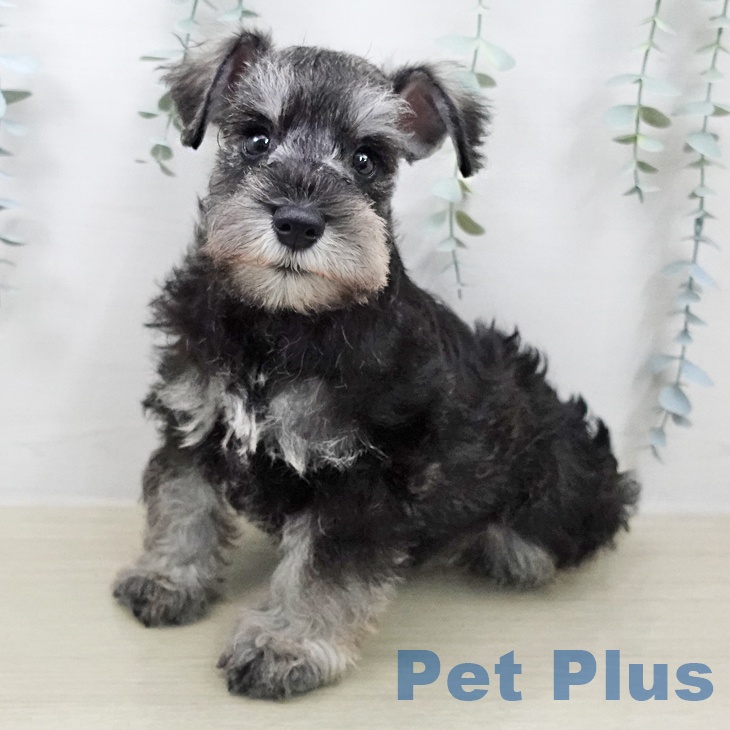 神奈川県のミニチュアシュナウザー (ペットプラス アミーゴ藤沢店/2026年2月2日生まれ/男の子/ソルトペッパー)の子犬の1枚目の画像