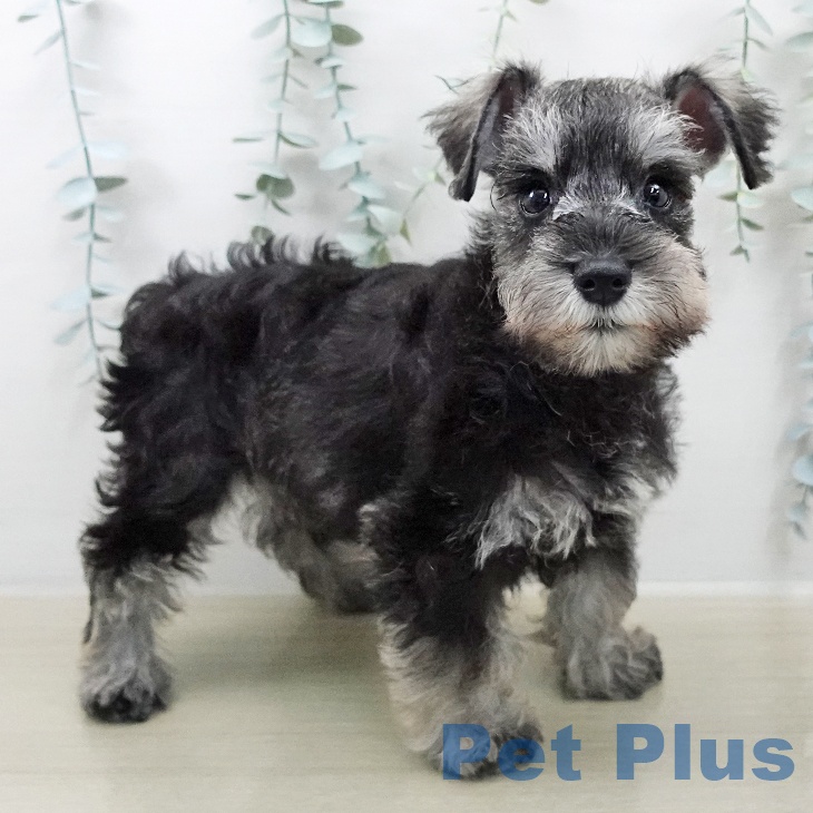 神奈川県のミニチュアシュナウザー (ペットプラス アミーゴ藤沢店/2026年2月2日生まれ/男の子/ソルトペッパー)の子犬の2枚目の画像