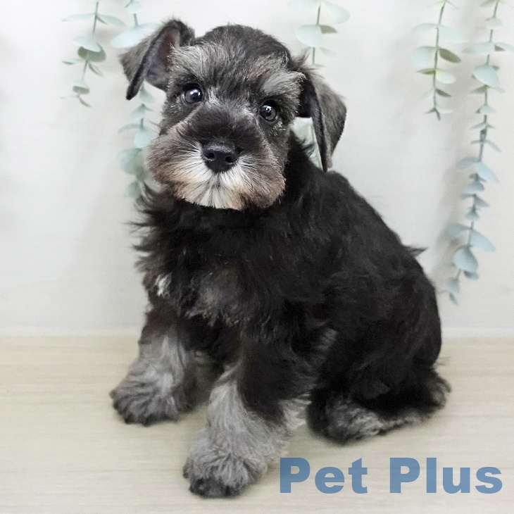 ミニチュア・シュナウザー