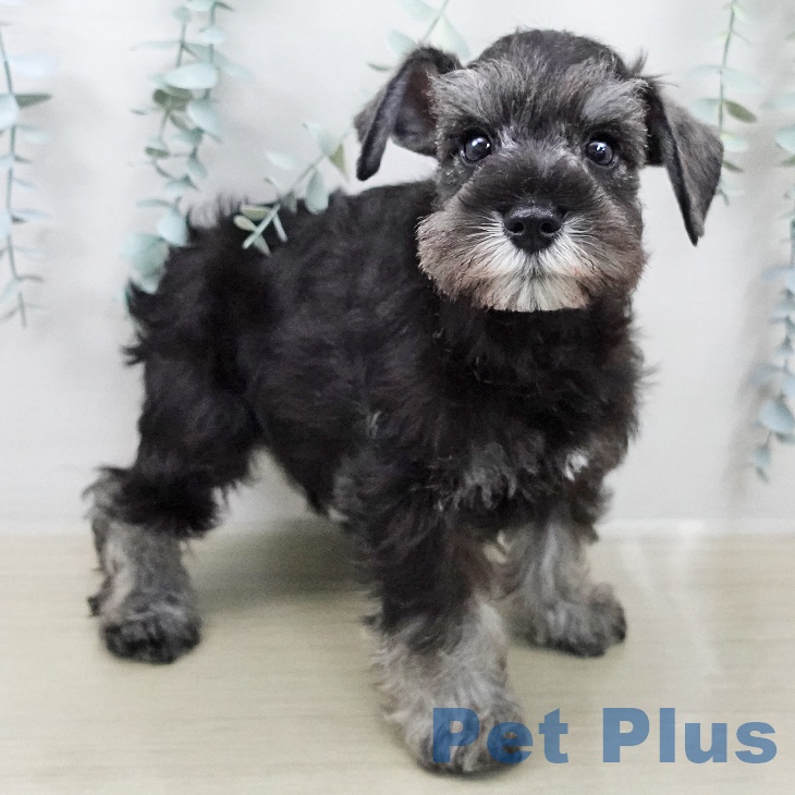 ミニチュア・シュナウザーの写真2