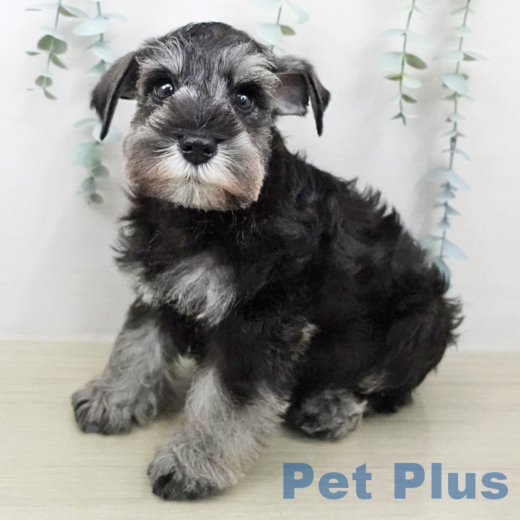 ミニチュア・シュナウザー