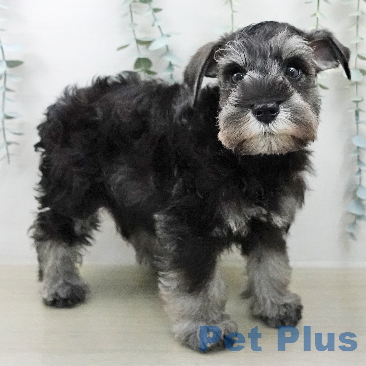 ミニチュア・シュナウザーの写真2