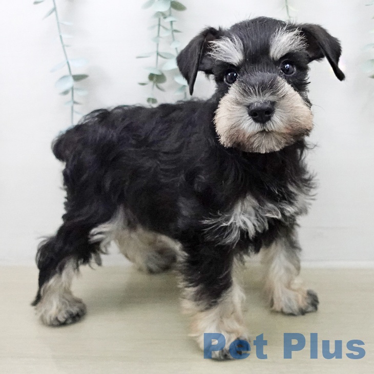 ミニチュア・シュナウザーの写真2