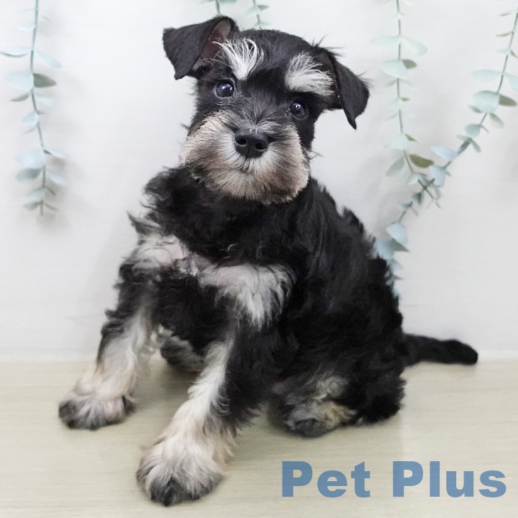 ミニチュア・シュナウザー