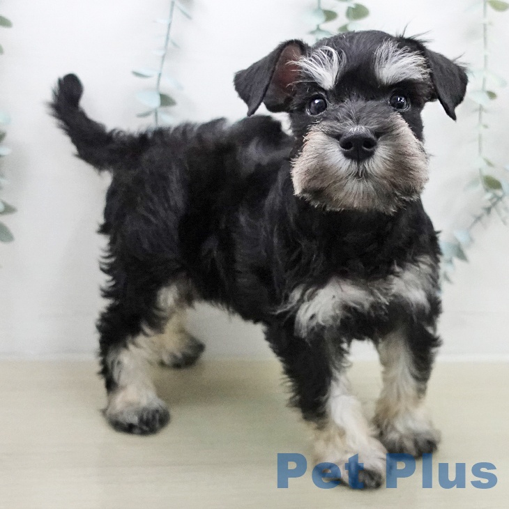 ミニチュア・シュナウザー